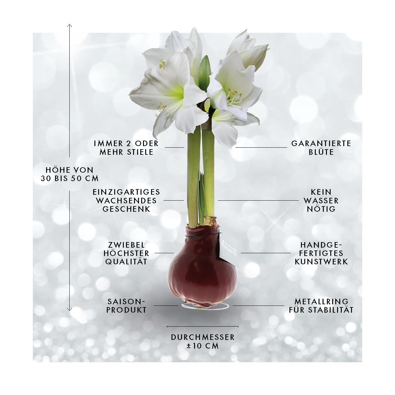 No Water Flowers® (wax amaryllis) | Naturalz Botanical - Fern + White flower