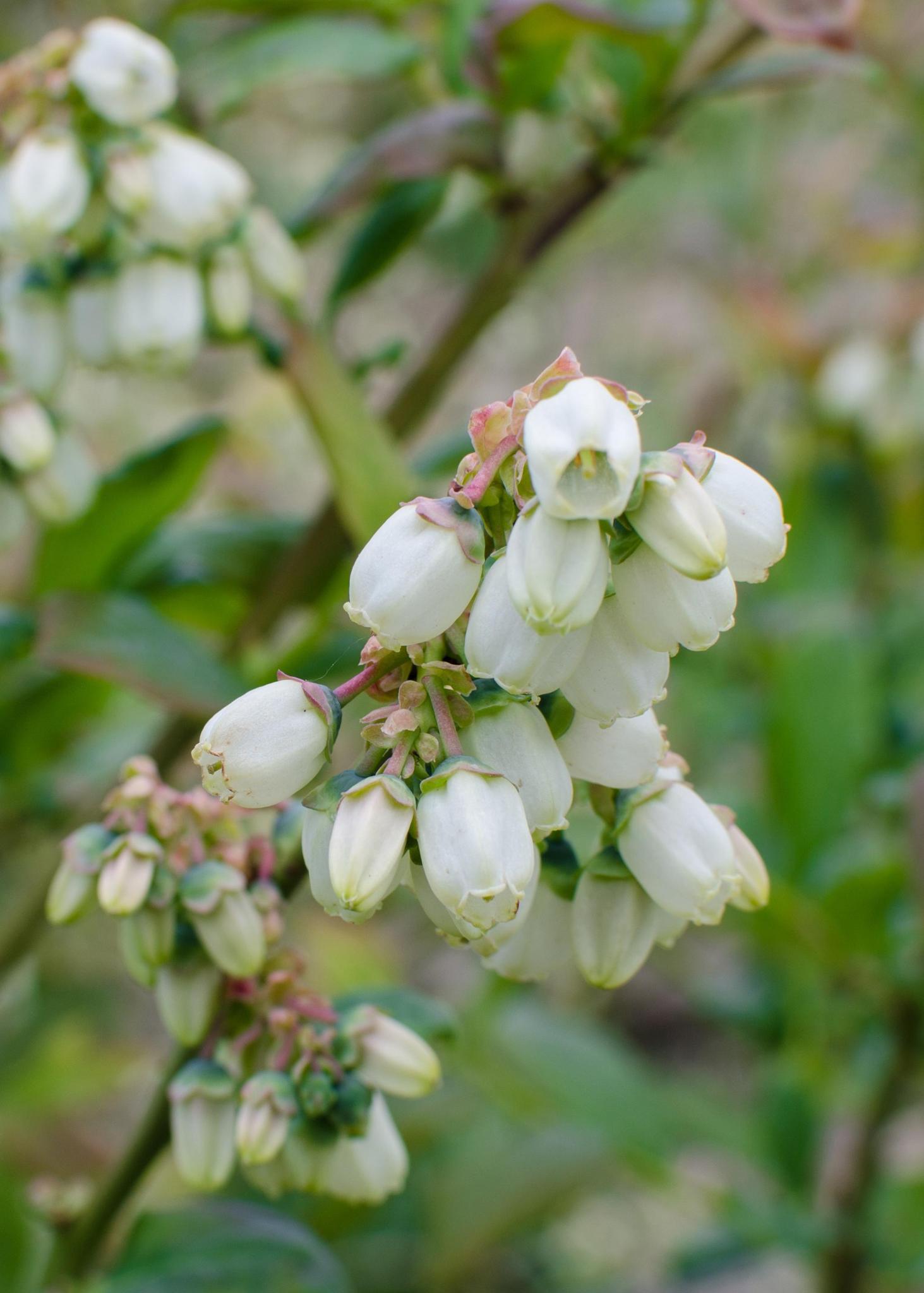 Vaccinium corymbosum 'Reka' Amerikanischen Heidelbeere - ↨45cm - Ø13   5 stück