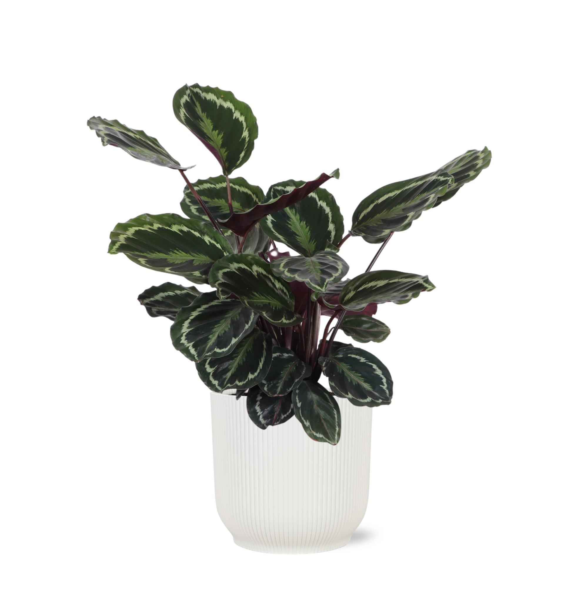 Calathea Medaillon - Korbmarante - Ø21cm - ↕70cm im Vibes Topf weiß