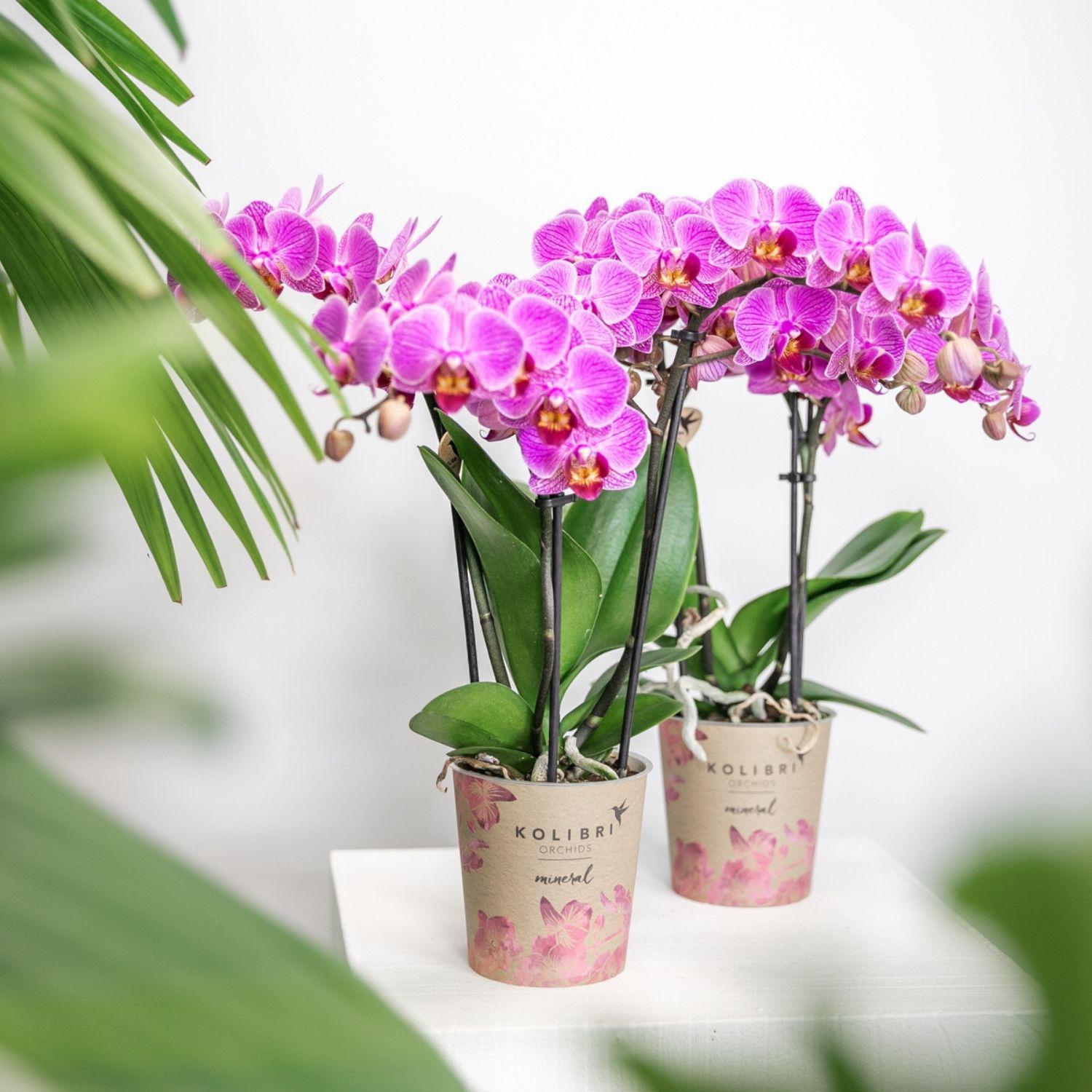 Orchidee Lila/rosa Phalaenopsis Orchidee - Mineral Vienna - Topfgröße Ø9cm | blühende Zimmerpflanze - frisch vom Züchter