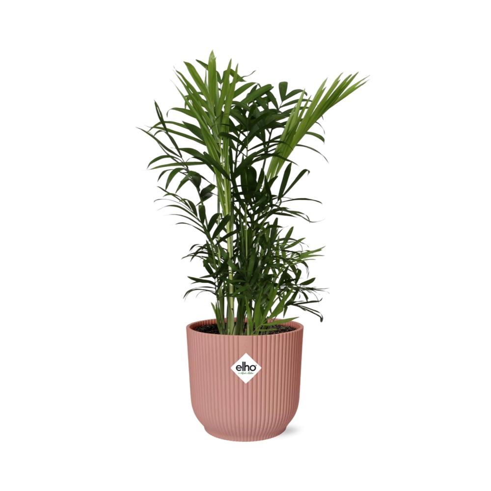 Mexikanische Bergpalme - Chamaedorea Elegans in ELHO Vibes Fold Topf Rosa