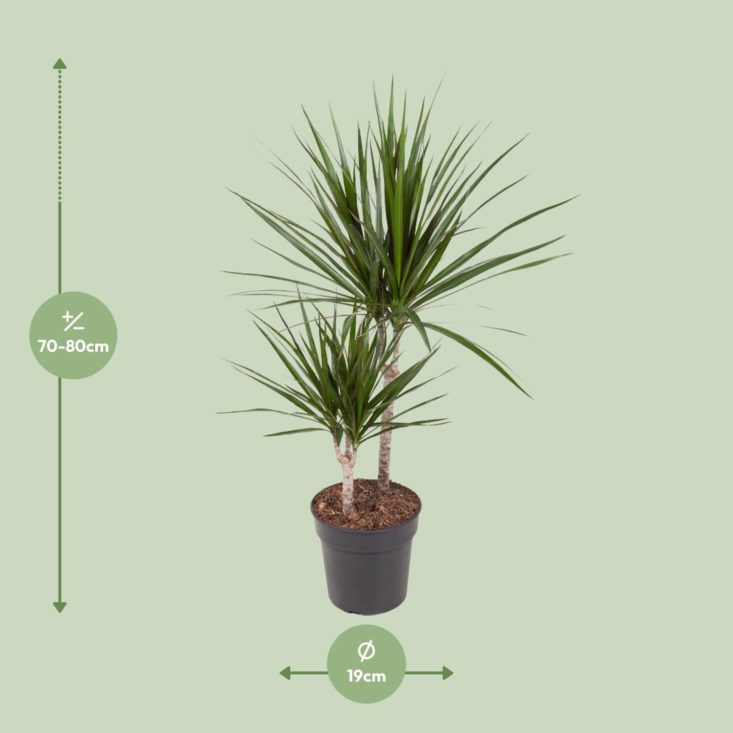 Drachenbaum Marginata - Dracaena Marginata - Ø19cm - ↕80cm