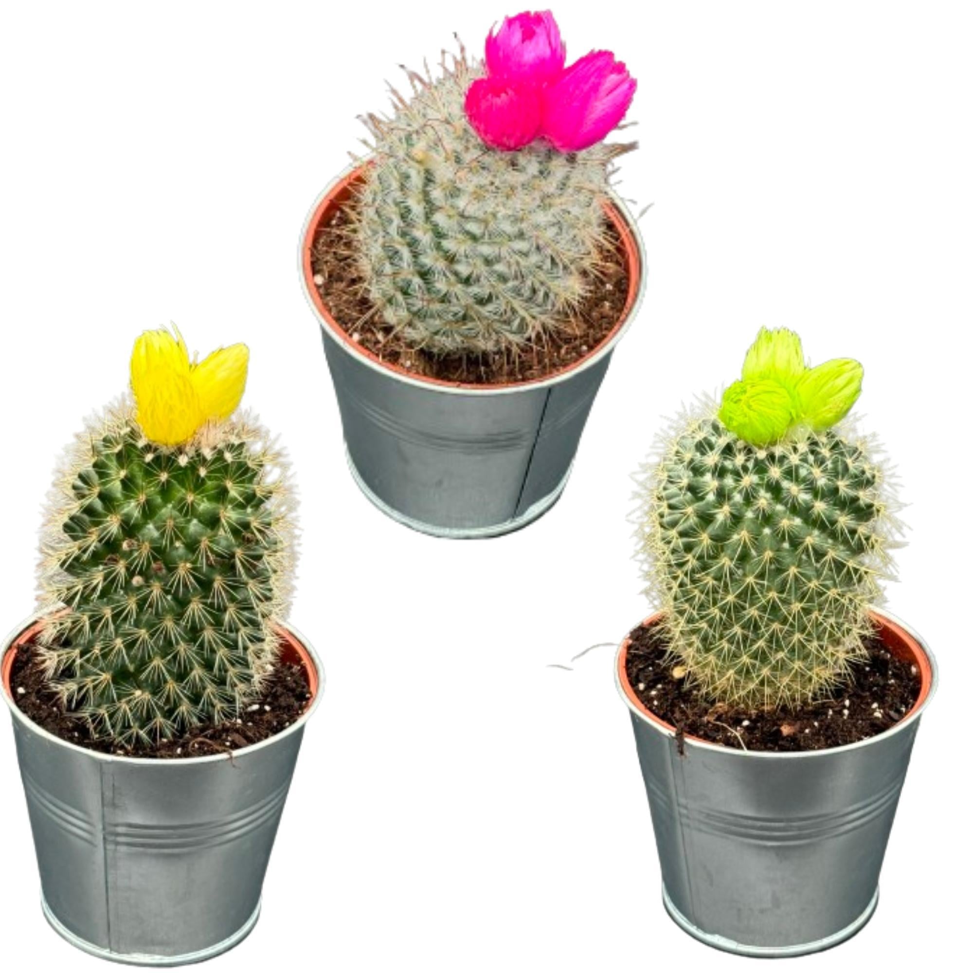 Schwiegermutterstul Kaktus - Echinocactus grusoni - mit Kunstblumen im Zinktopf 3 Stück