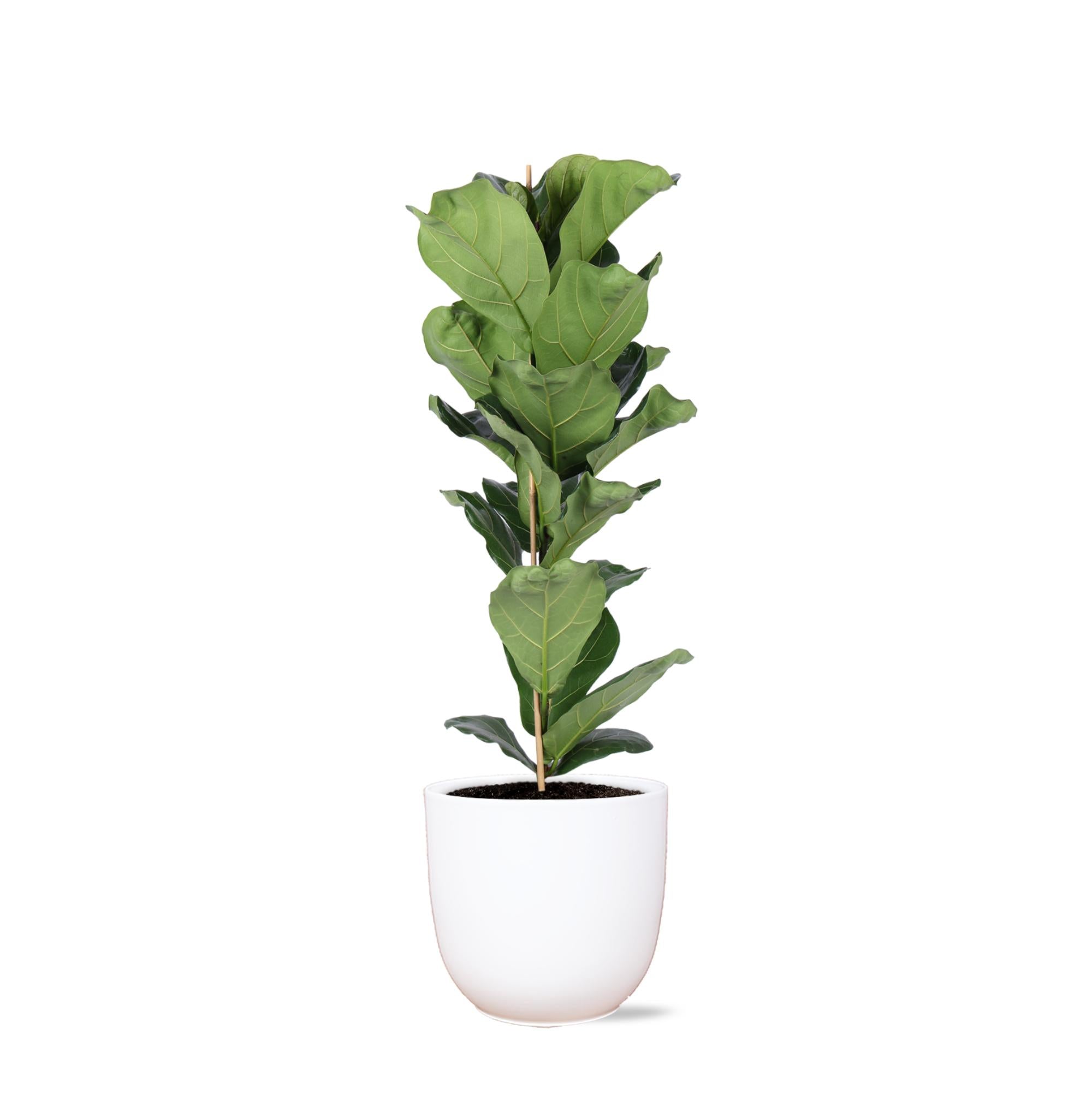 Geigenfeige - Ficus Lyrata - Ø21cm - ↕90cm in Boule Topf weiß