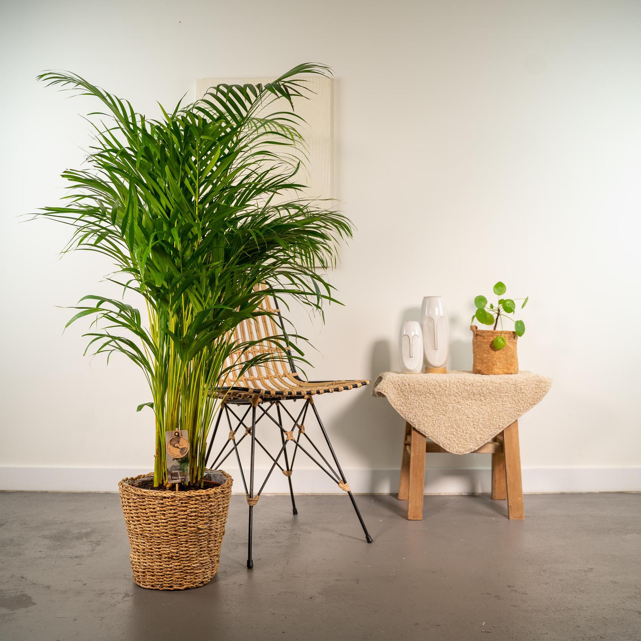 Arecapalme Dypsis Lutescens mit Korb - ↨130cm - Ø24cm