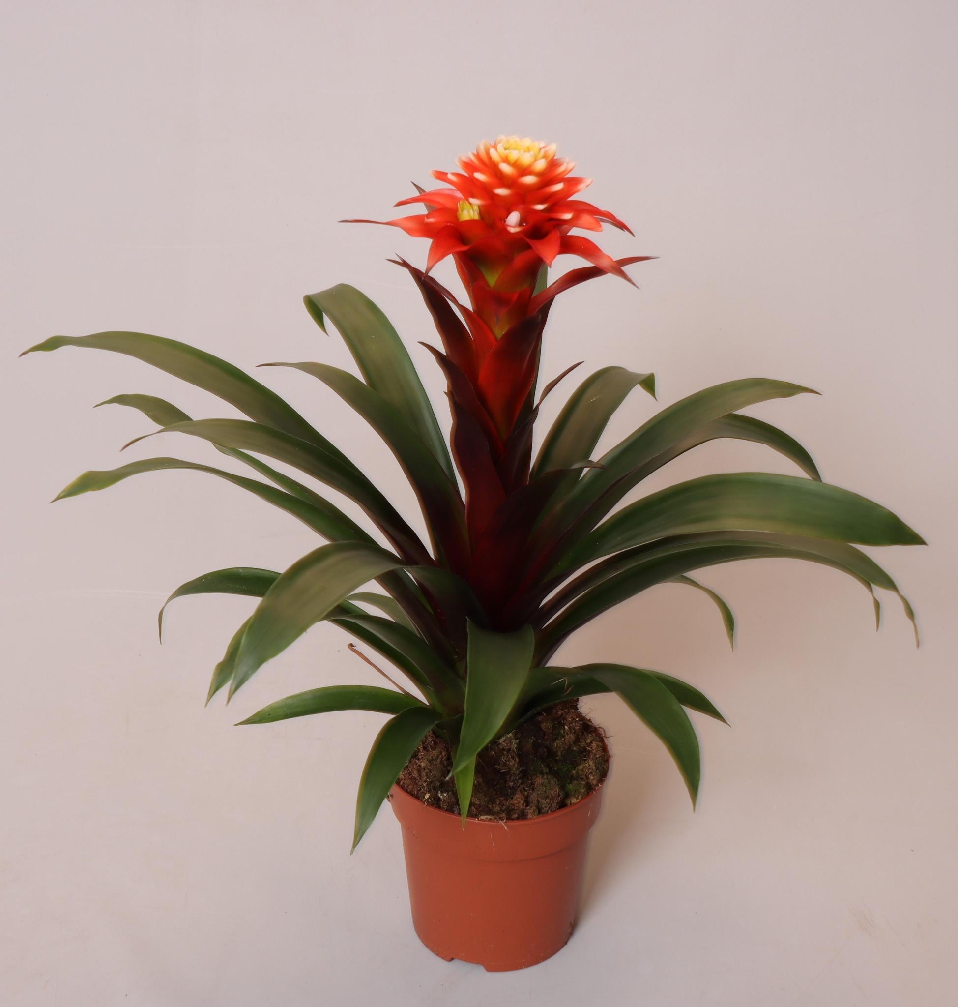 Bromelie - Guzmania Elena - Ø12 ↕45