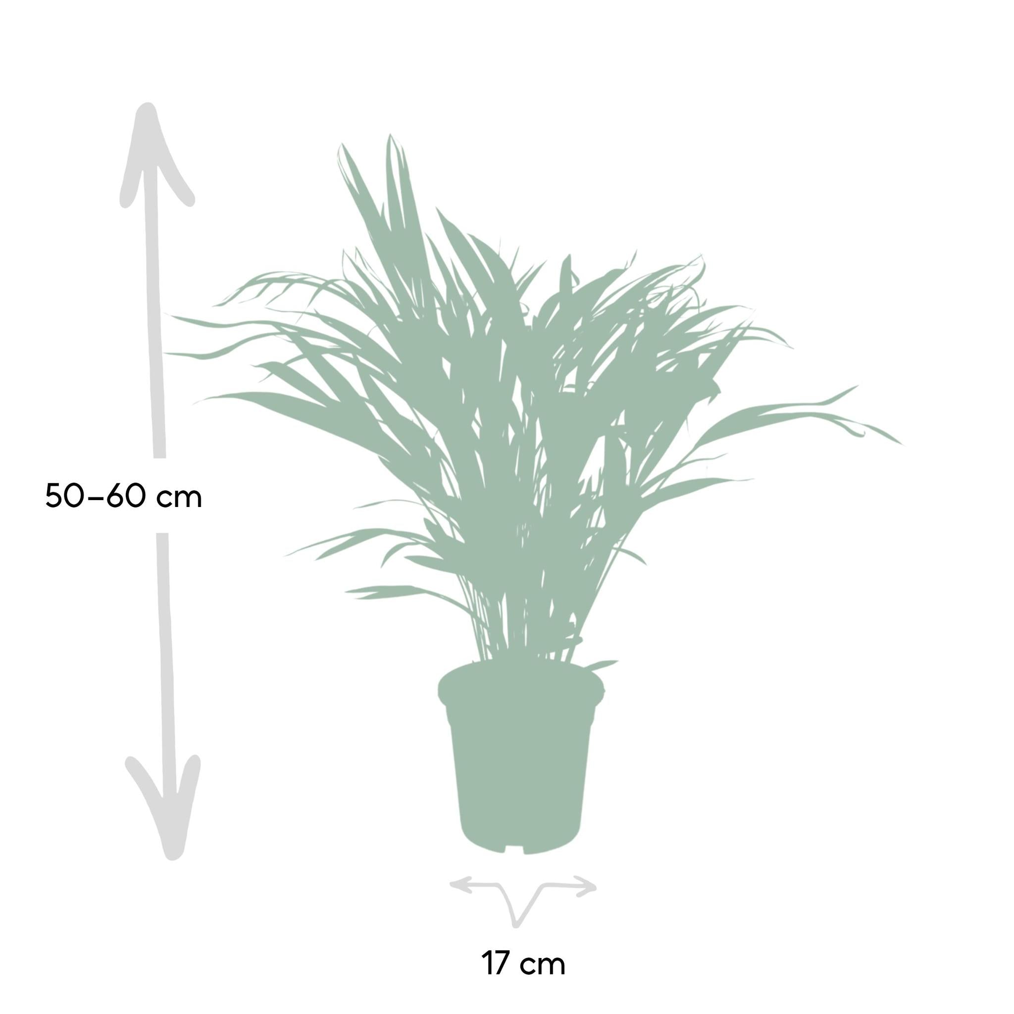 Arecapalme  Dypsis  Lutescens - Ø17 - ↨60cm