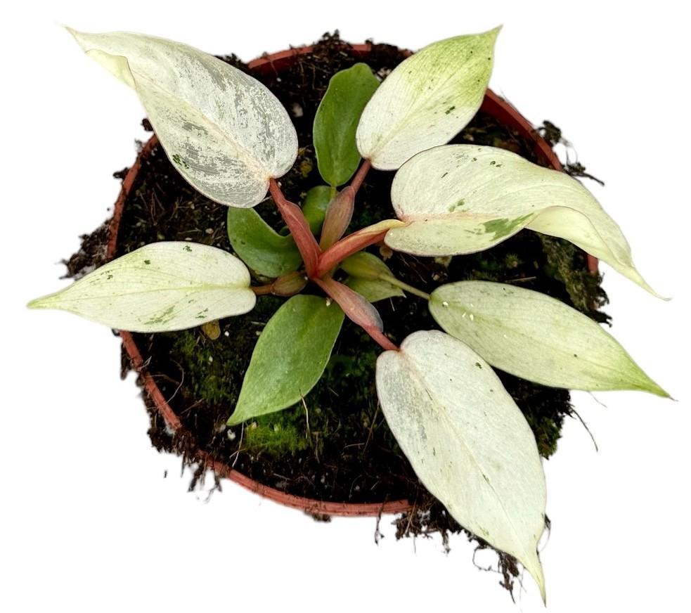 Philodendron Snowdrift - Ø10,5cm - ↕15cm