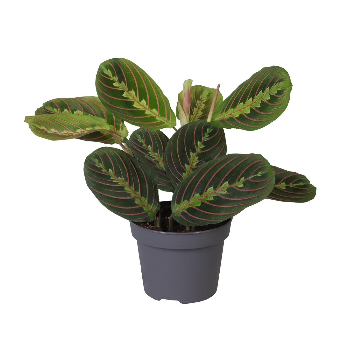 Gebetspflanze - Calathea Leuconeura Red Stripe - Prayerplant - Ø12cm - ↕25cm