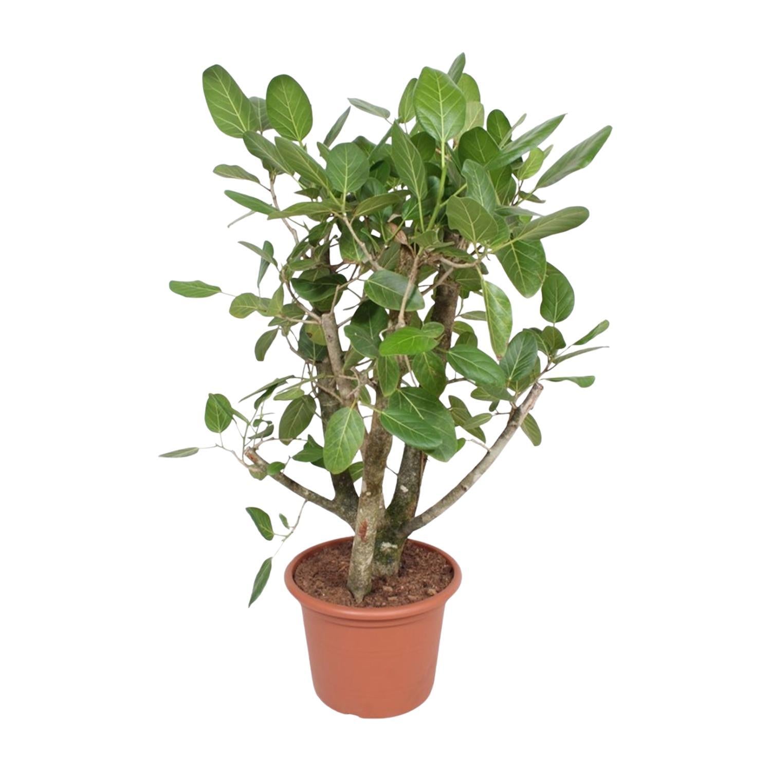 Indischer Banyanbaum Ficus Benghalensis - 140 cm - ø40