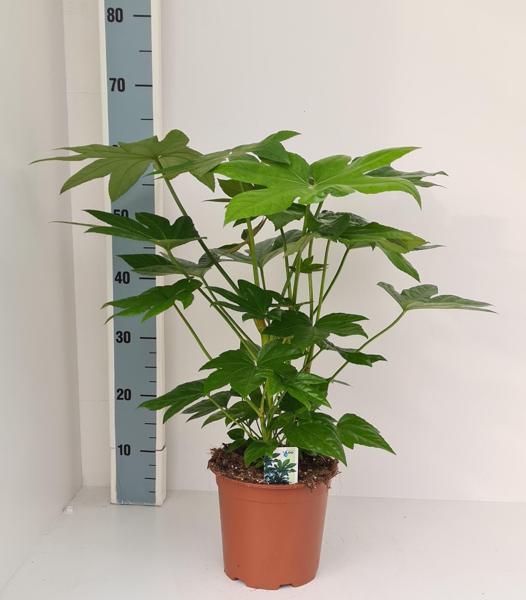 Japanischer Aralienstrauch - Fatsia Japonica