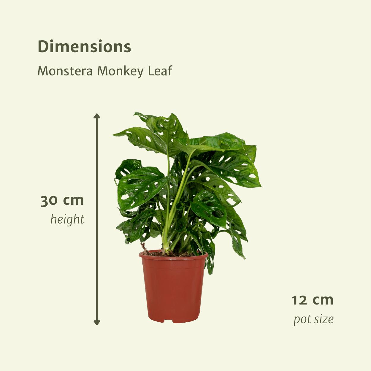 Monstera Monkey Leaf 2 Stück  Lochpflanze - 30cm - ø12