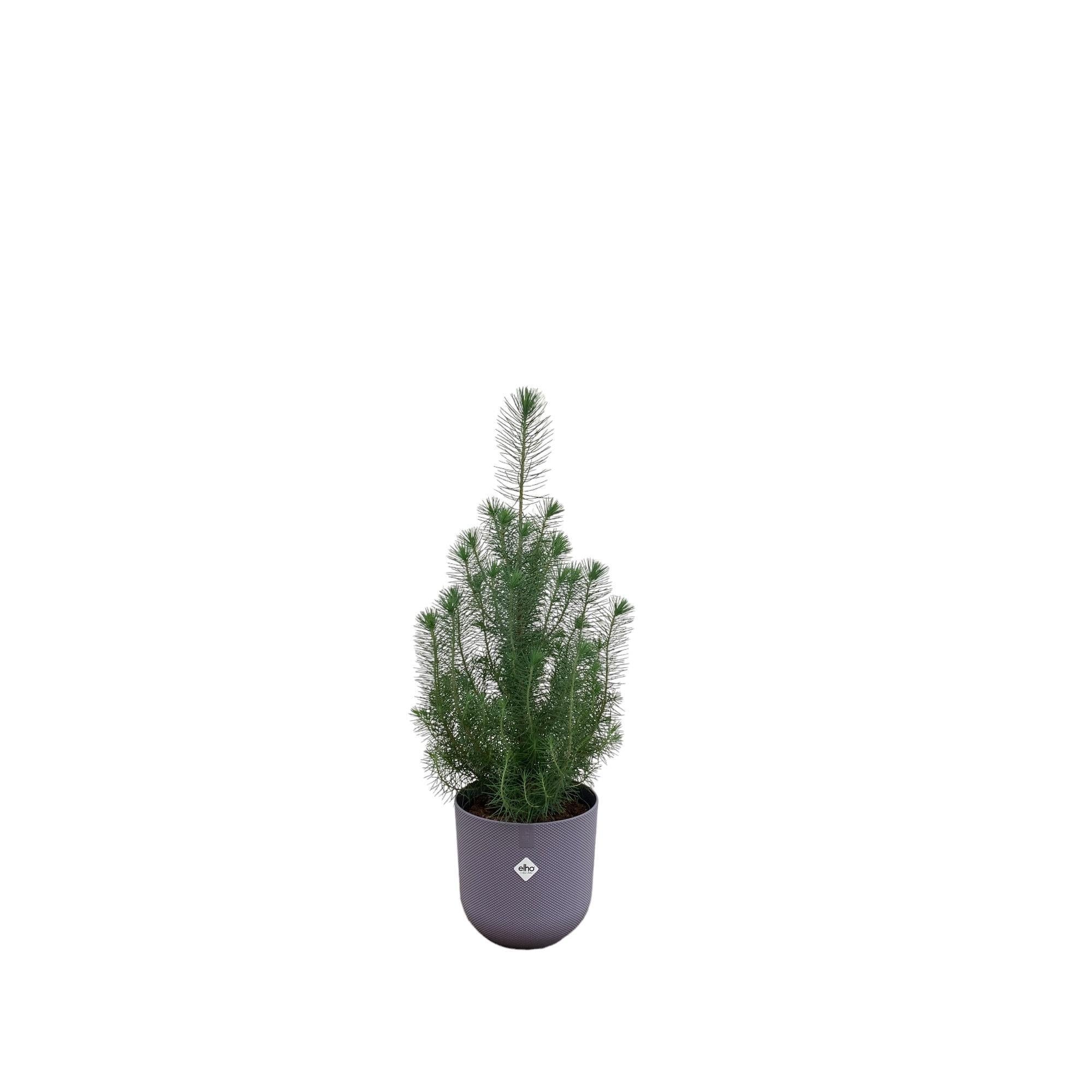 Pinus Pinea inclusief elho Jazz Round Topf Lavender Lila Ø19 - 50 cm