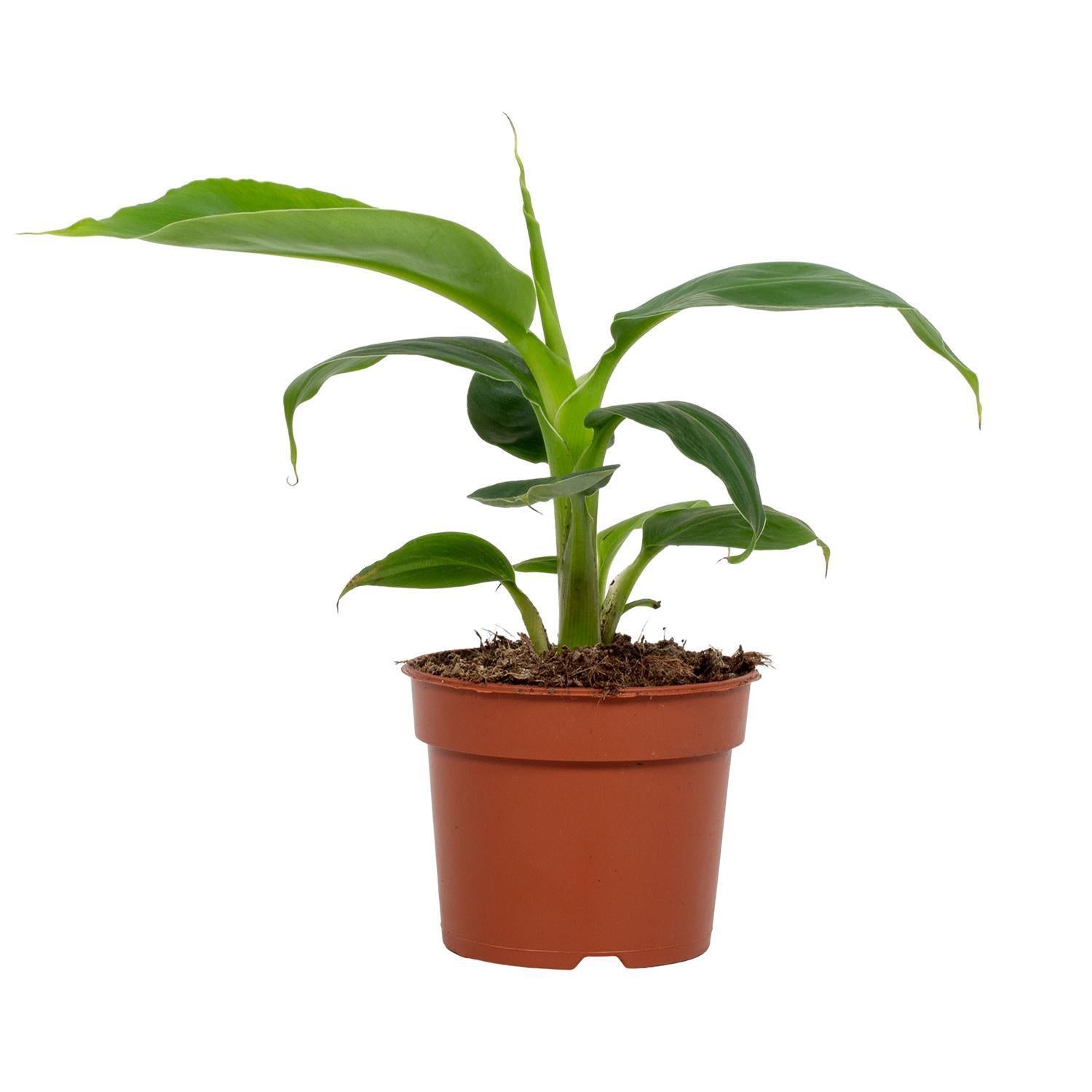 Bananenpflanze Musa Tropicana 9cm - Ø9cm - ↕27cm