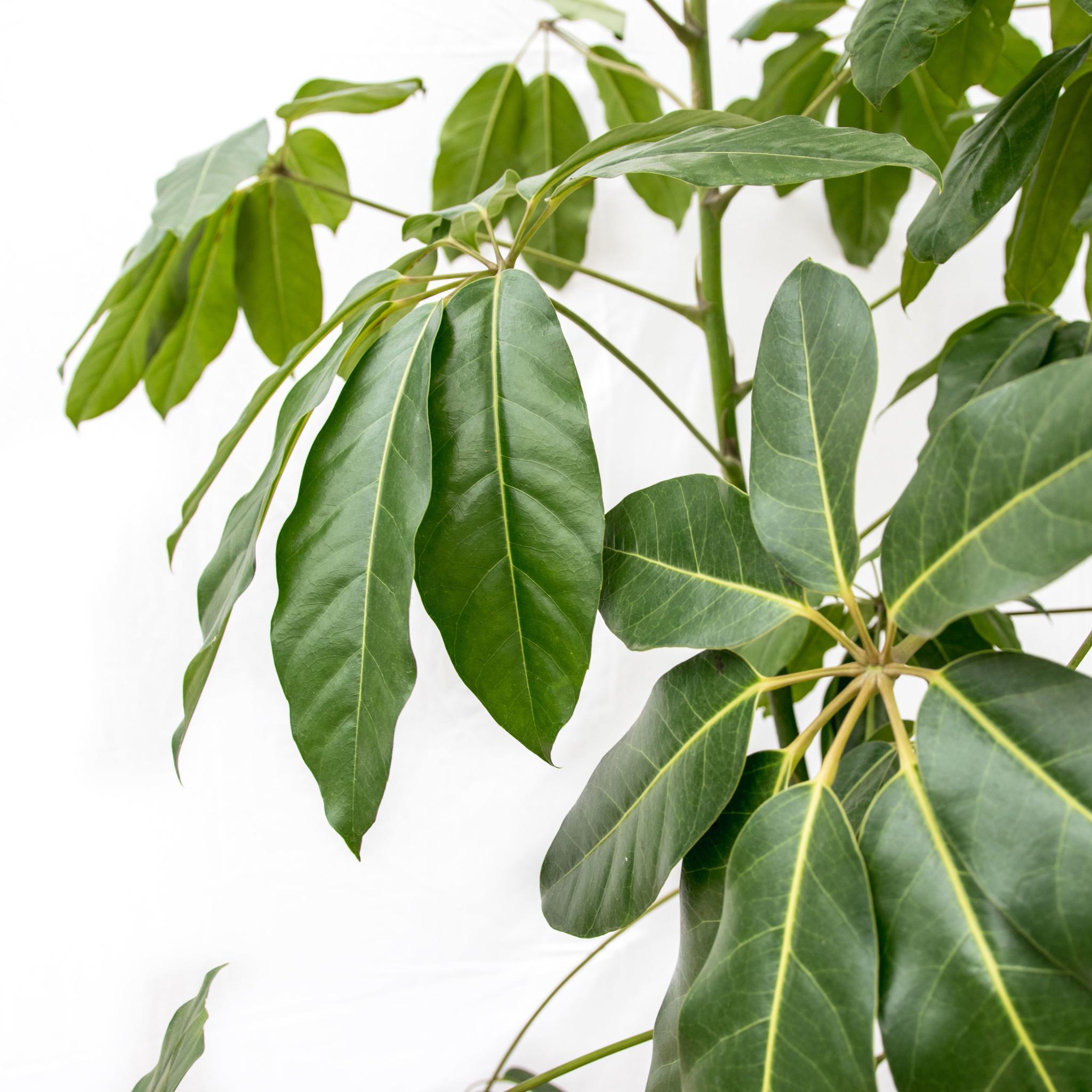 Schefflera Amate XL - 250 cm - ø50