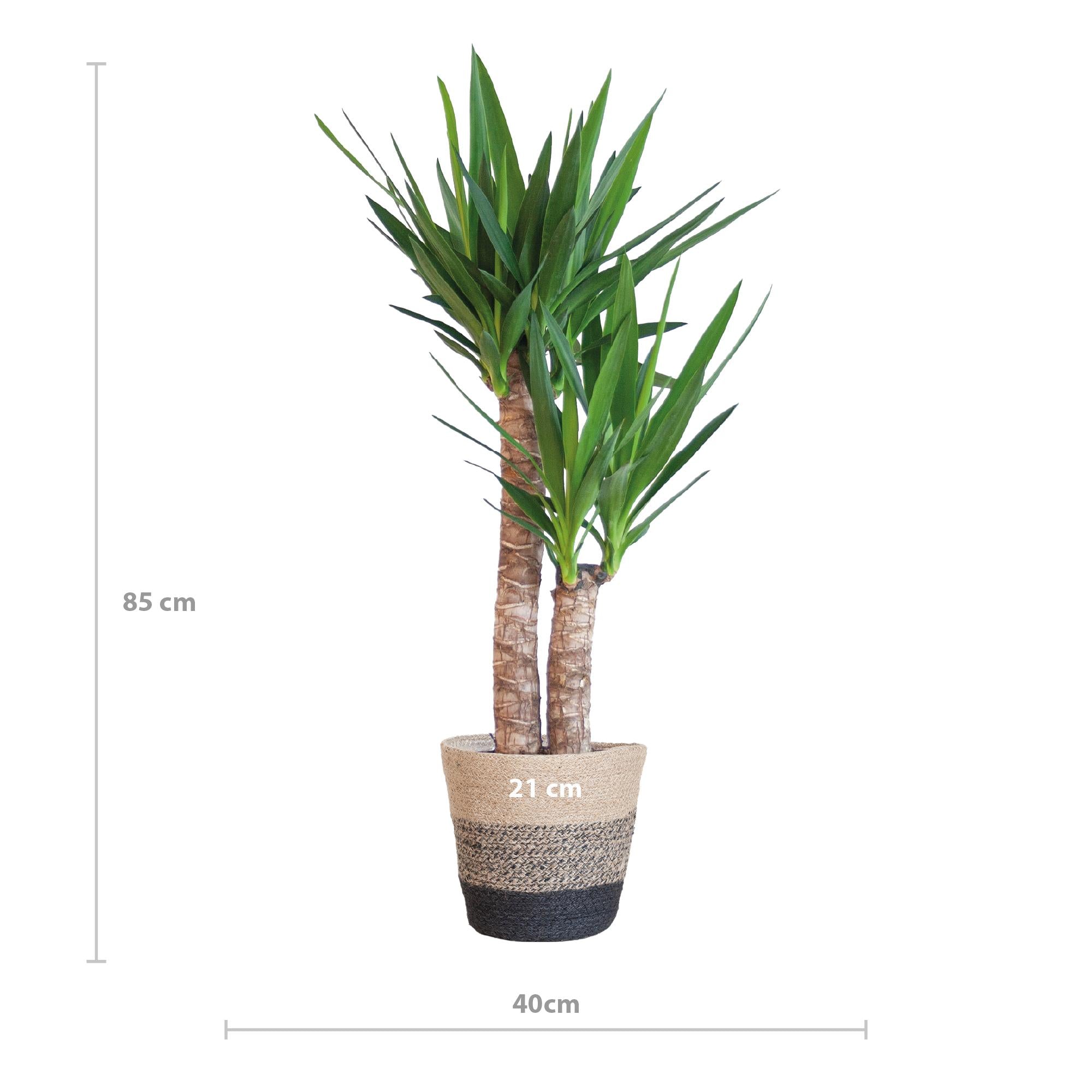 Yucca Elephantipes mit Korb Lissabon Schwarz - 90cm - Ø21