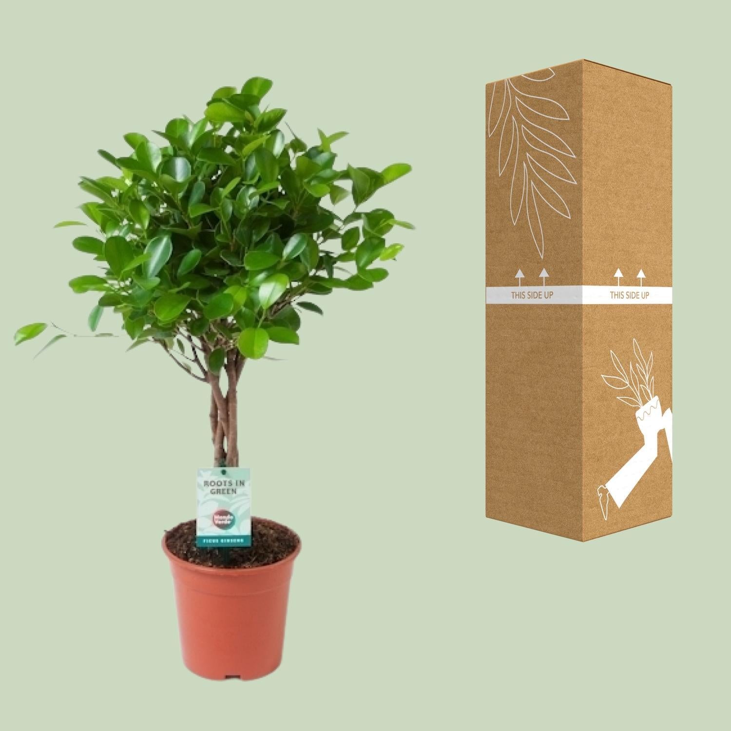 Lorbeerfeige Ficus Microcarpa Moclame - Ø17cm - ↕70cm