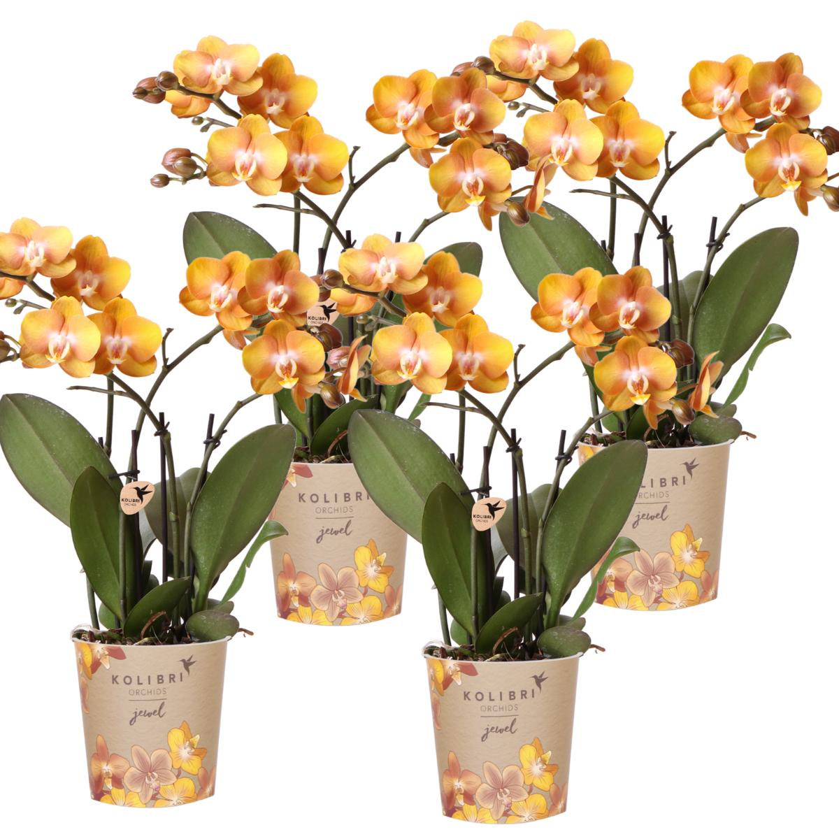 Kolibrie-orchideeën | COMBO AANBIEDING van 4 Phalaenopsis orchideeën - Las Vegas - potmaat Ø12cm | bloeiende kamerplant - vers van de veredelaar 