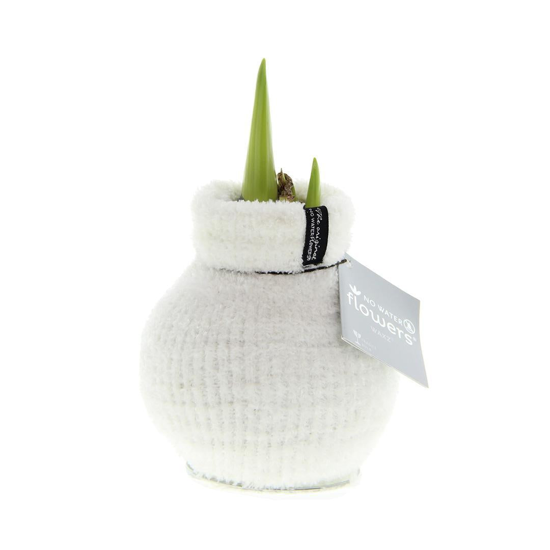 No Water Flowers® (wax amaryllis) | Fashionz Cozy Fluffy - White + Red flower