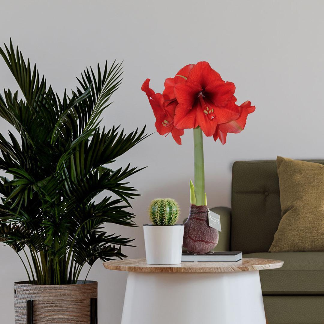 No Water Flowers® (wax amaryllis) | Waxz® Marble - Bordeaux + Red flower