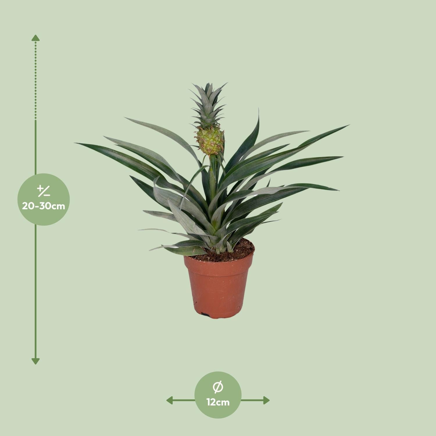 Ananaspflanze - Bromelia Ananas - Ø12cm - ↕30cm