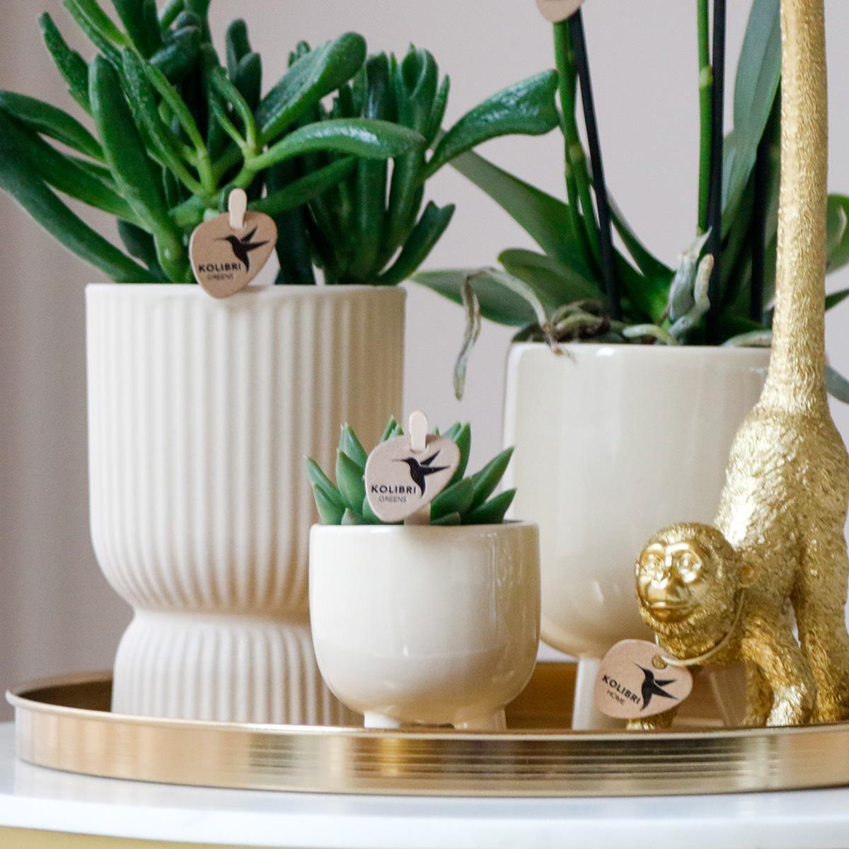 Kolibriebedrijf | Complete plantenset Luxury Living | Groene planten met witte Phalaenopsis orchidee inclusief keramische sierpotten en accessoires