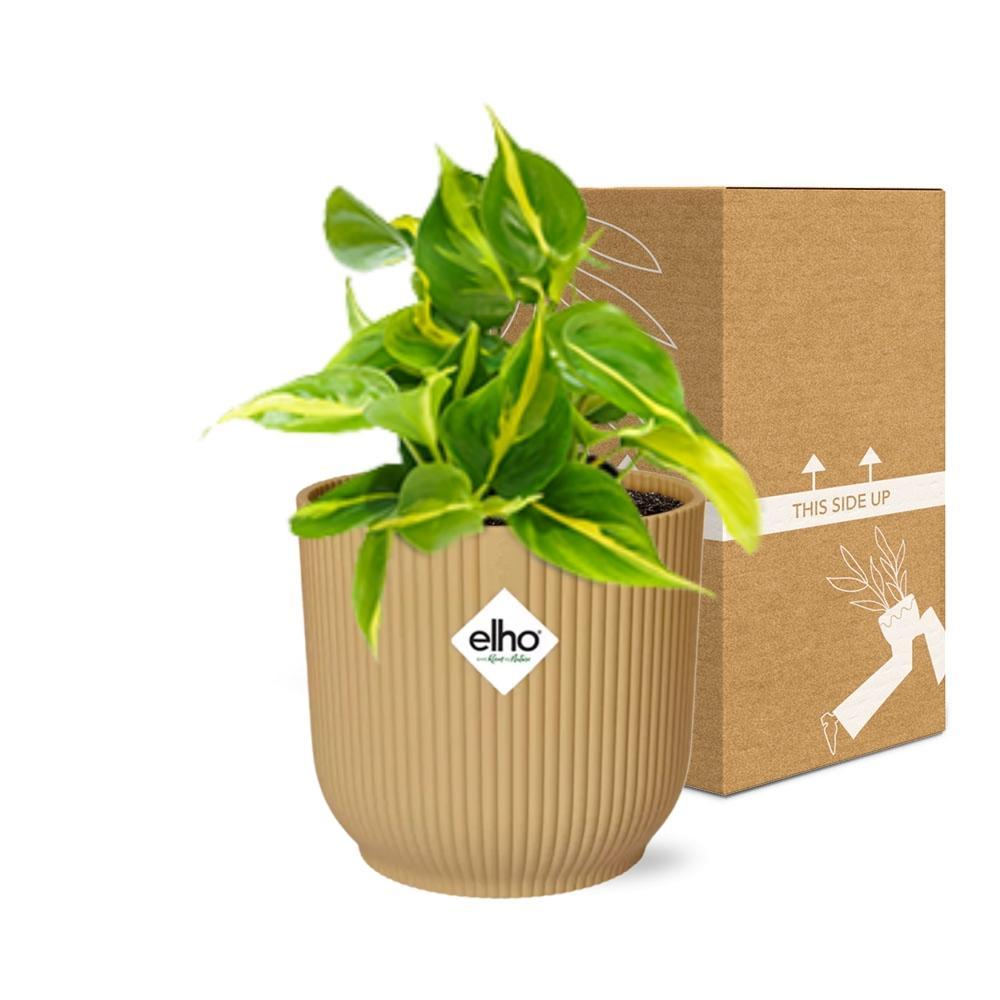 Herzblattphilodendron - Philodendron Scandens ‘Brasil’ in ELHO Vibes Fold 14cm geel Topf gelb