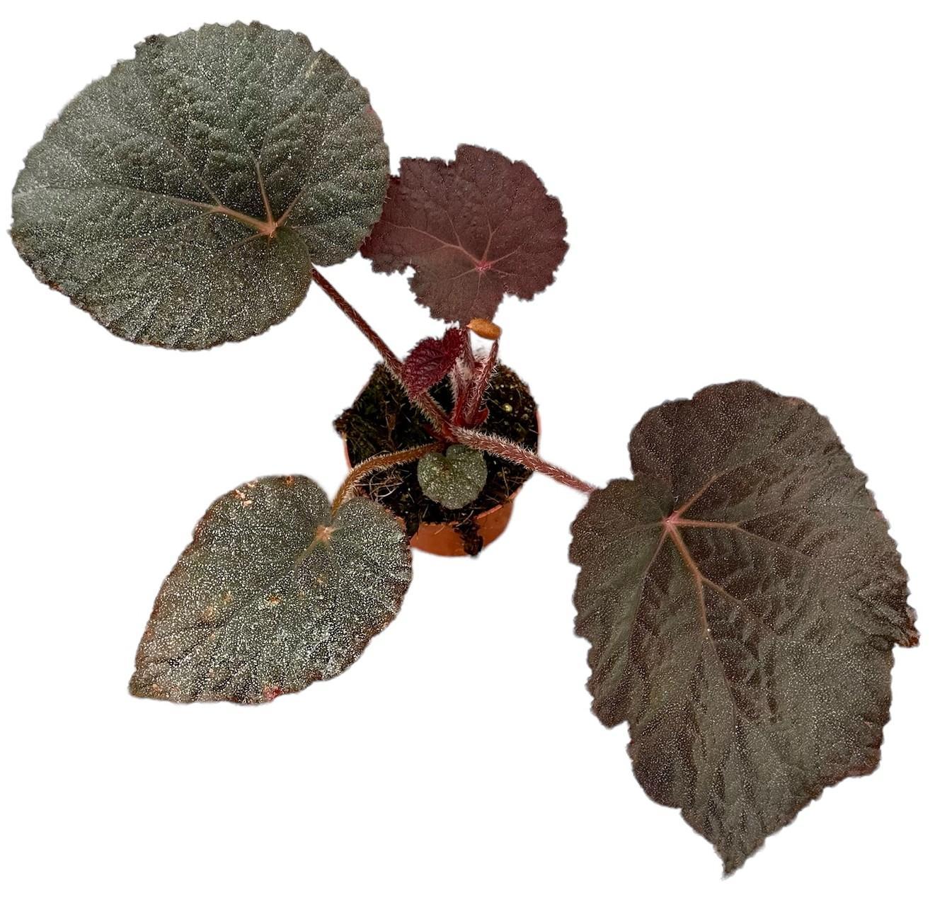 Begonia Taconite - Ø10,5cm - ↕15cm