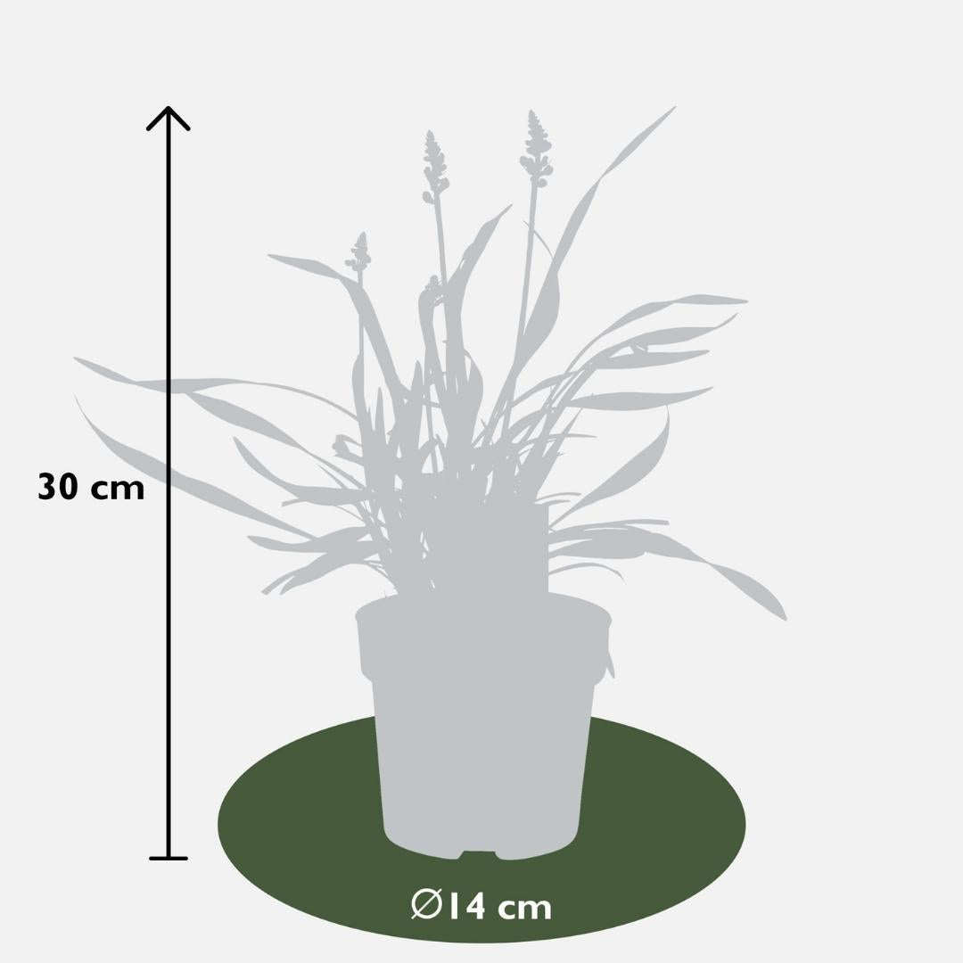 3 x Liriope muscari 'Gingersen' - Ø 14 cm - ↨ 25 cm 