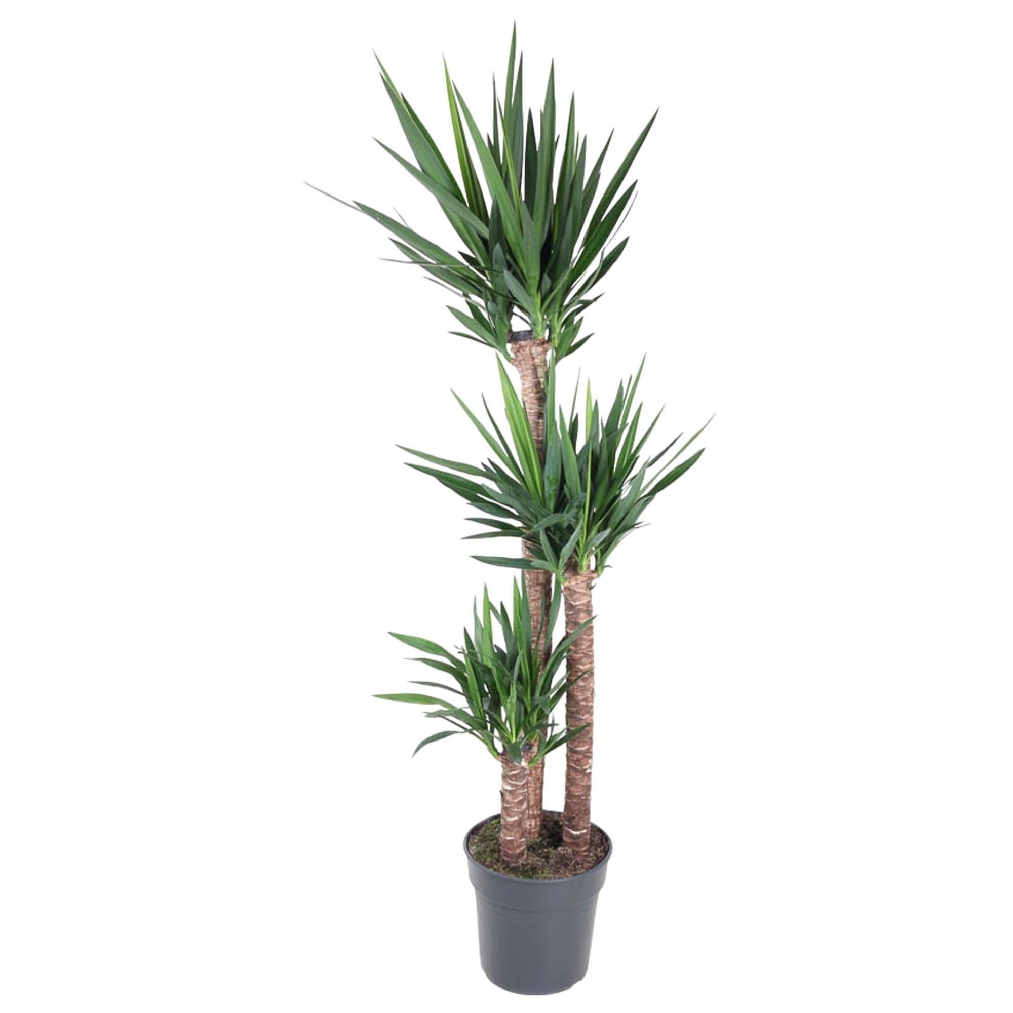 Yucca Olifantipe - 170 cm - ø31