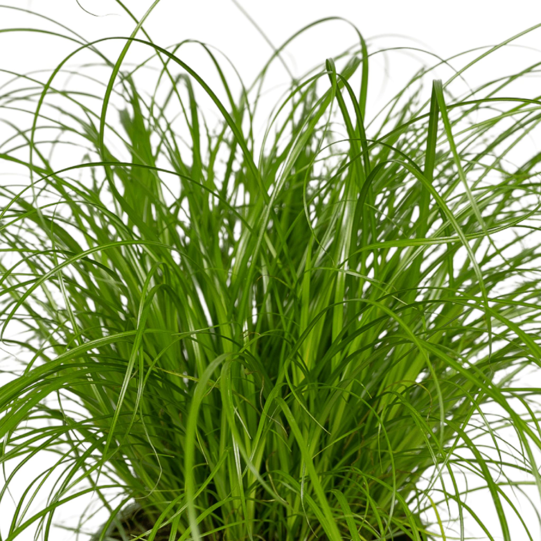 Katzengras - Cyperus Alternifolius - Ø12cm - ↕20cm   4 Stück