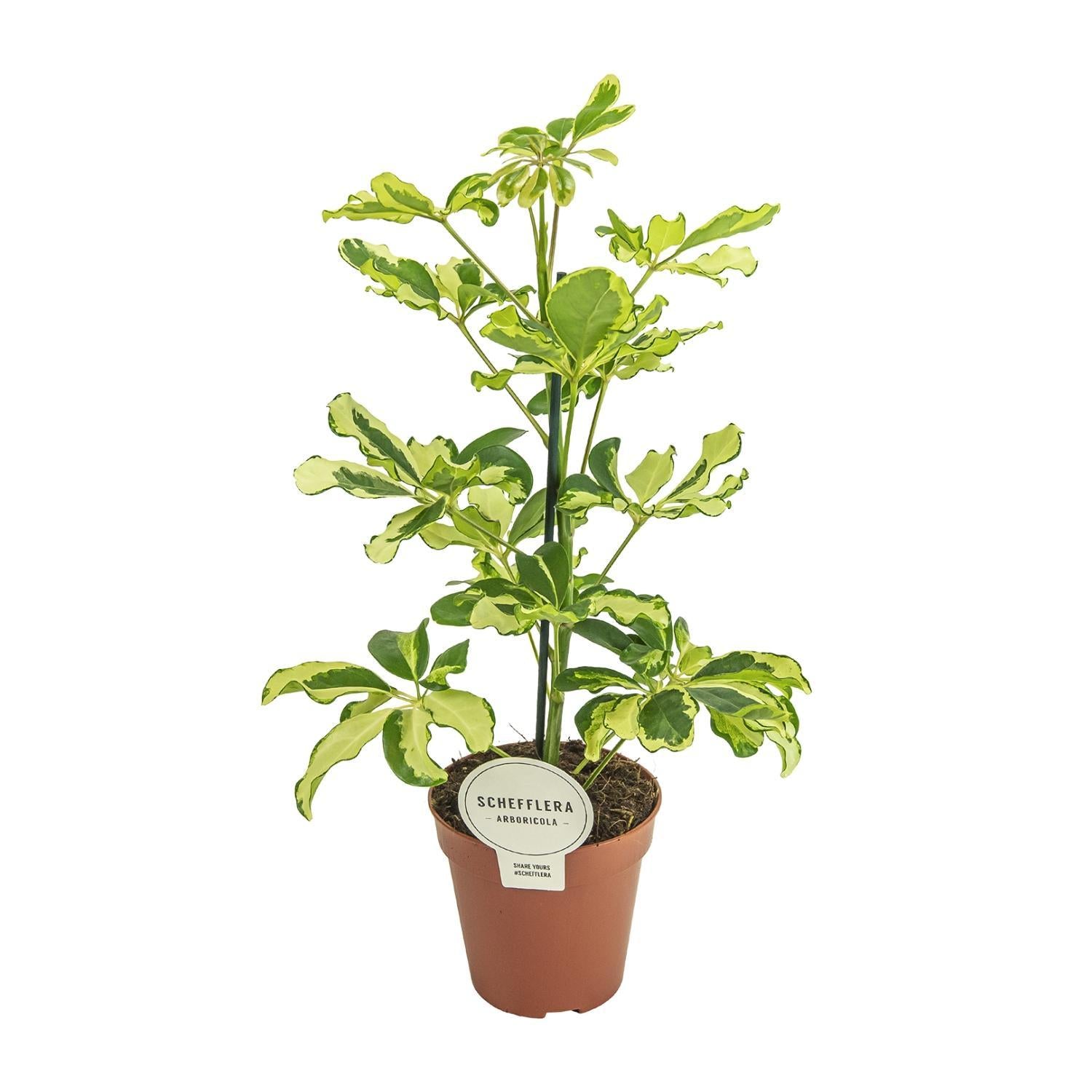 Schefflera Charlotte - Ø13cm - ↕45cm