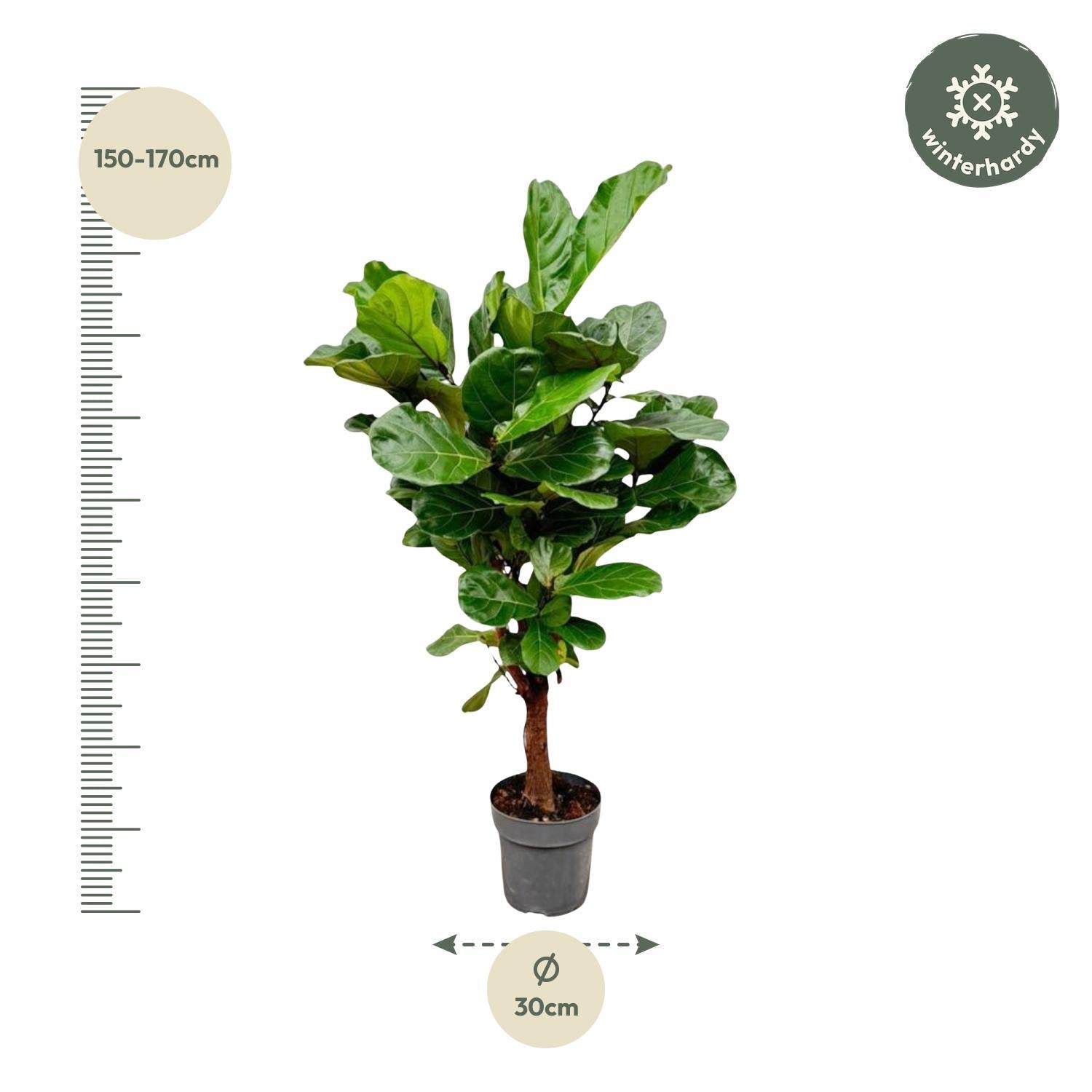 Geigenfeige - Ficus Lyrata - 150cm - ø24