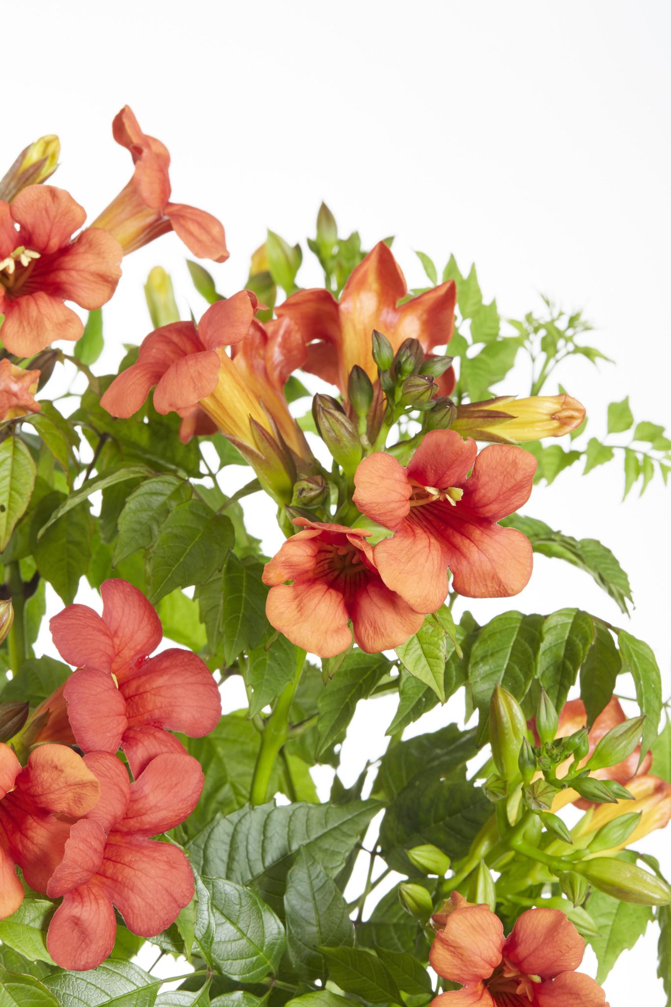 Trompetenblume Campsis Summer Jazz Fire Trumpet   rot - orange   Ø15 - ↨65cm