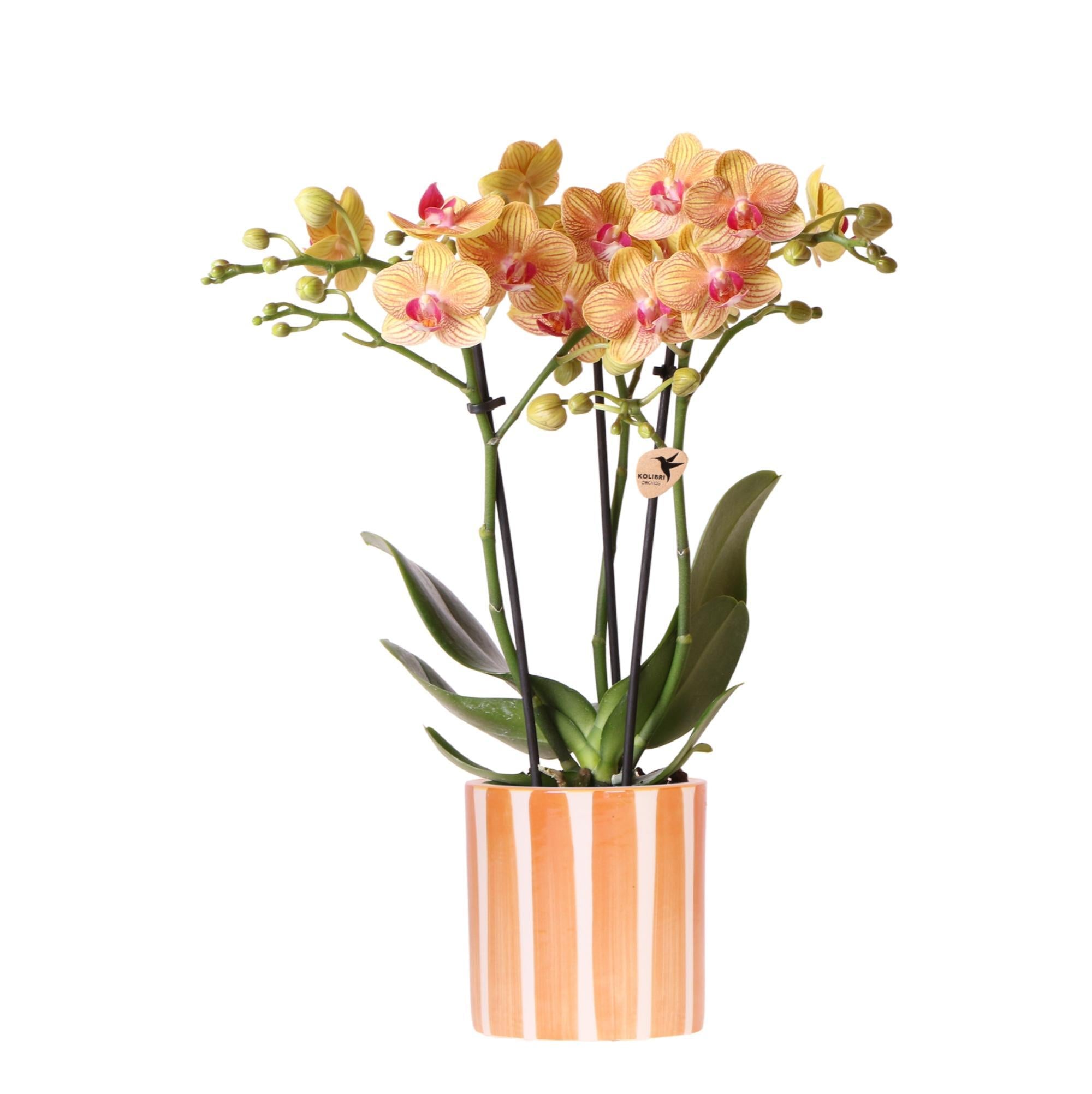 Kolibrie-orchideeën | Oranje Phalaenopsis Orchidee - Bolzano + Painted Stripe Pot Oranje - Potmaat Ø9cm | Bloeiende kamerplant - Vers van de kweker