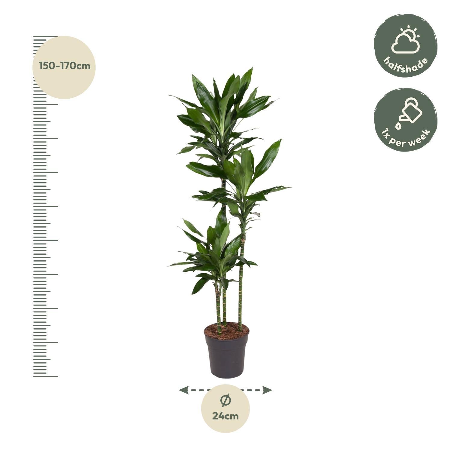 Drachenbaum Janet Lind - Dracaena Janet Lind - 160 cm - ø24