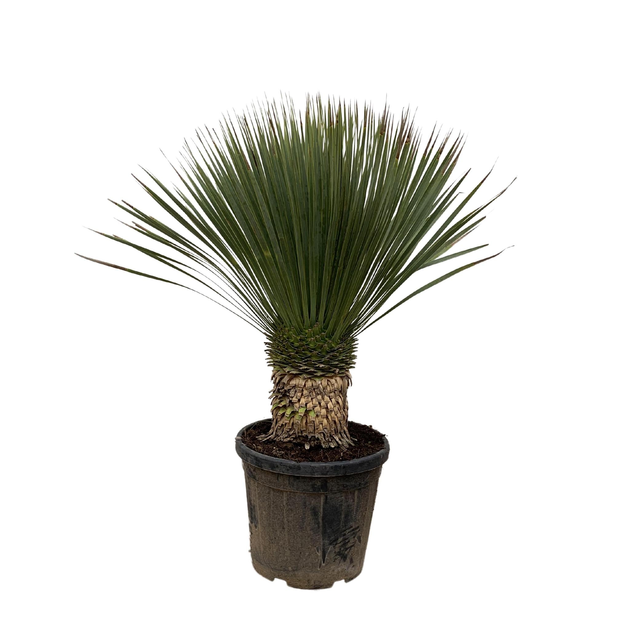 Yucca Rostrata - 110cm- Ø35