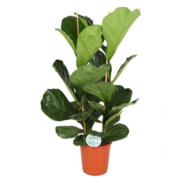 Geigenfeige - Ficus Lyrata - Ø24cm - ↕120cm