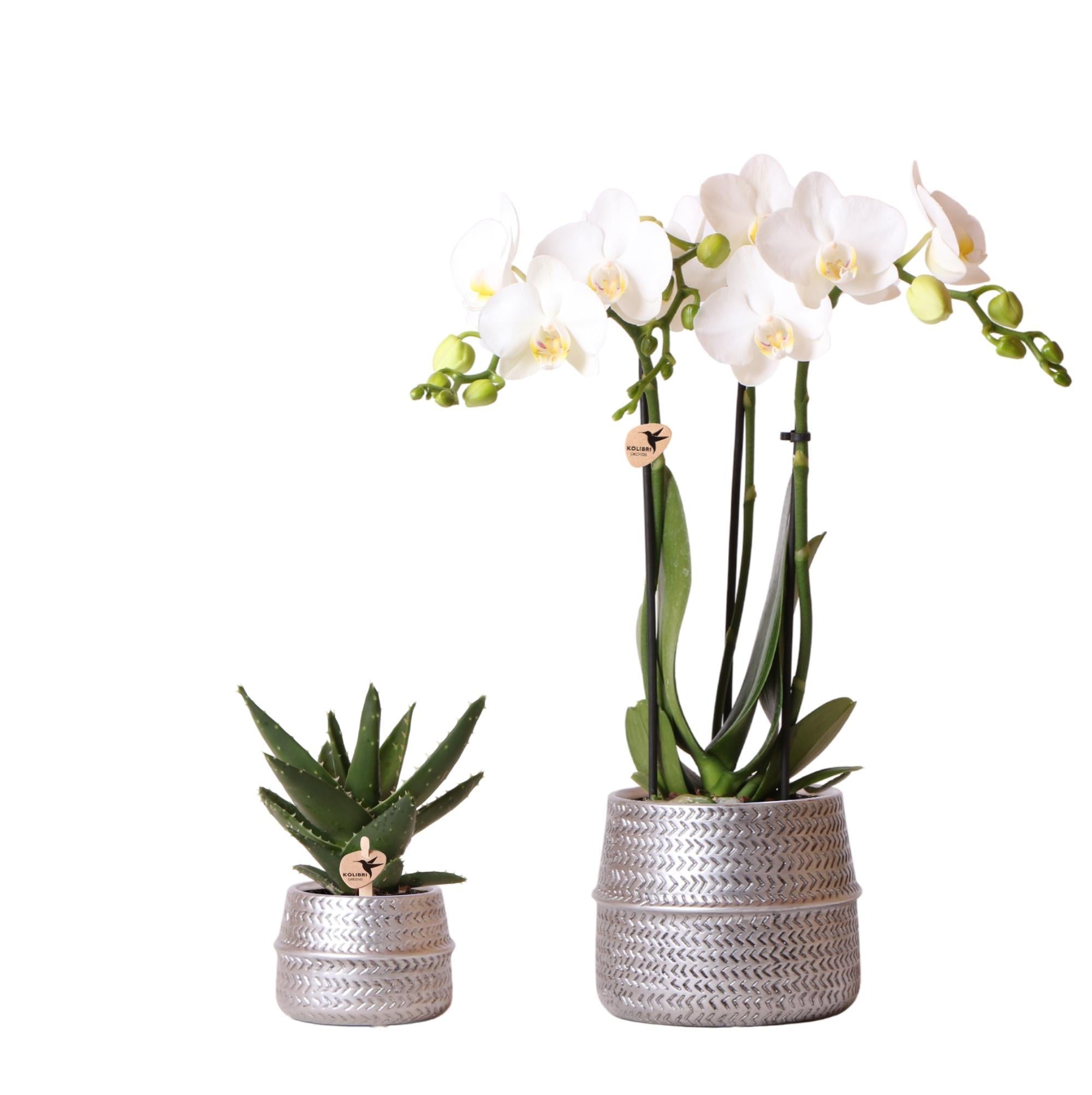 Orchidee Pflanzenset Groove silber | Set mit weißer Phalaenopsis Orchidee Amabilis Ø9cm und grüner Sukkulente Crassula Ovata Ø6cm | inkl. silbernen Keramik-Ziertöpfen