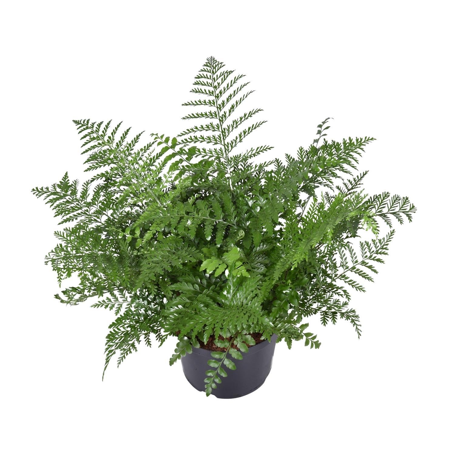 Vogelnestfarns - Asplenium Parvati - Ø23cm - ↕55cm