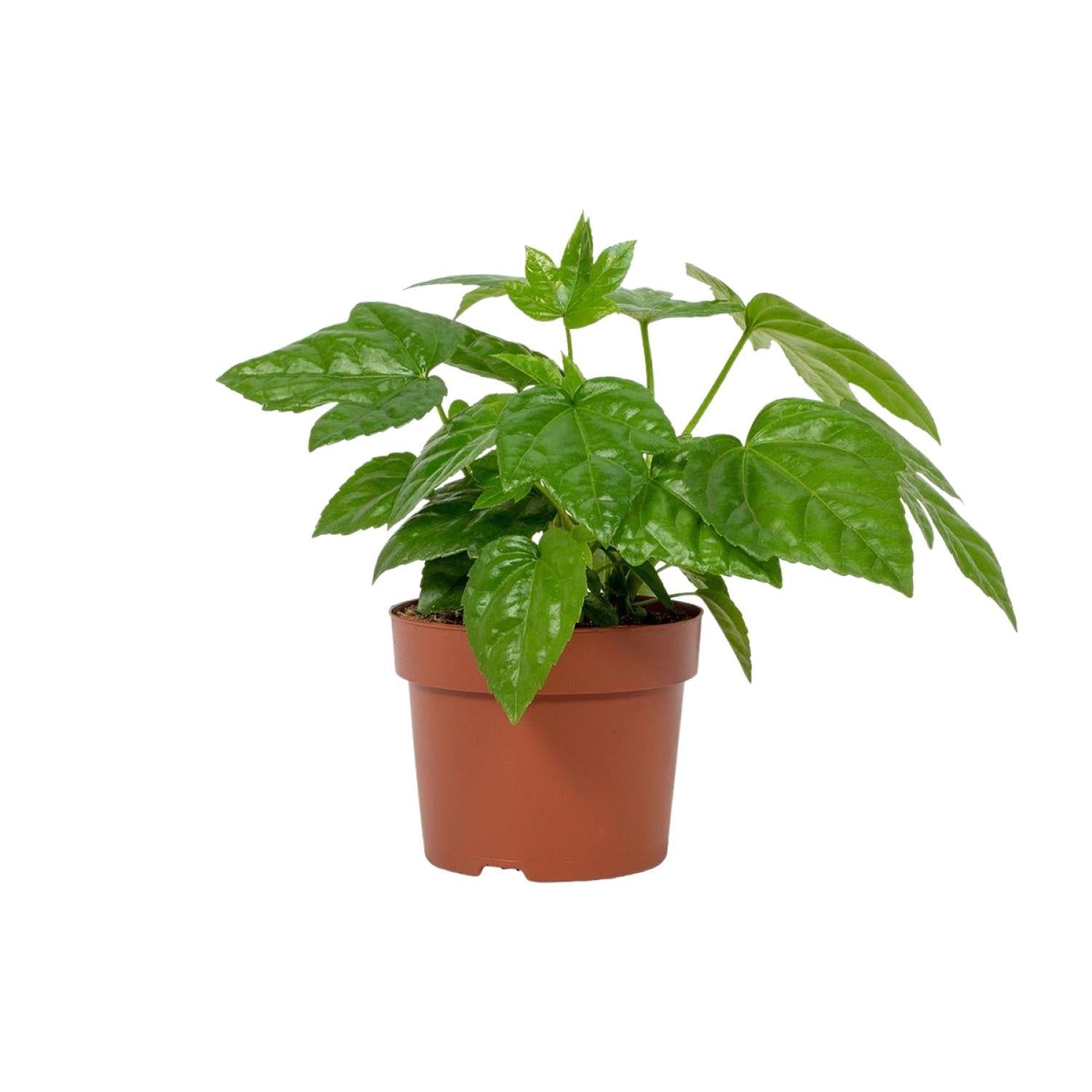 Japanischer Aralienstrauch - Fatsia Japonica 12cm - Ø12cm - ↕22cm