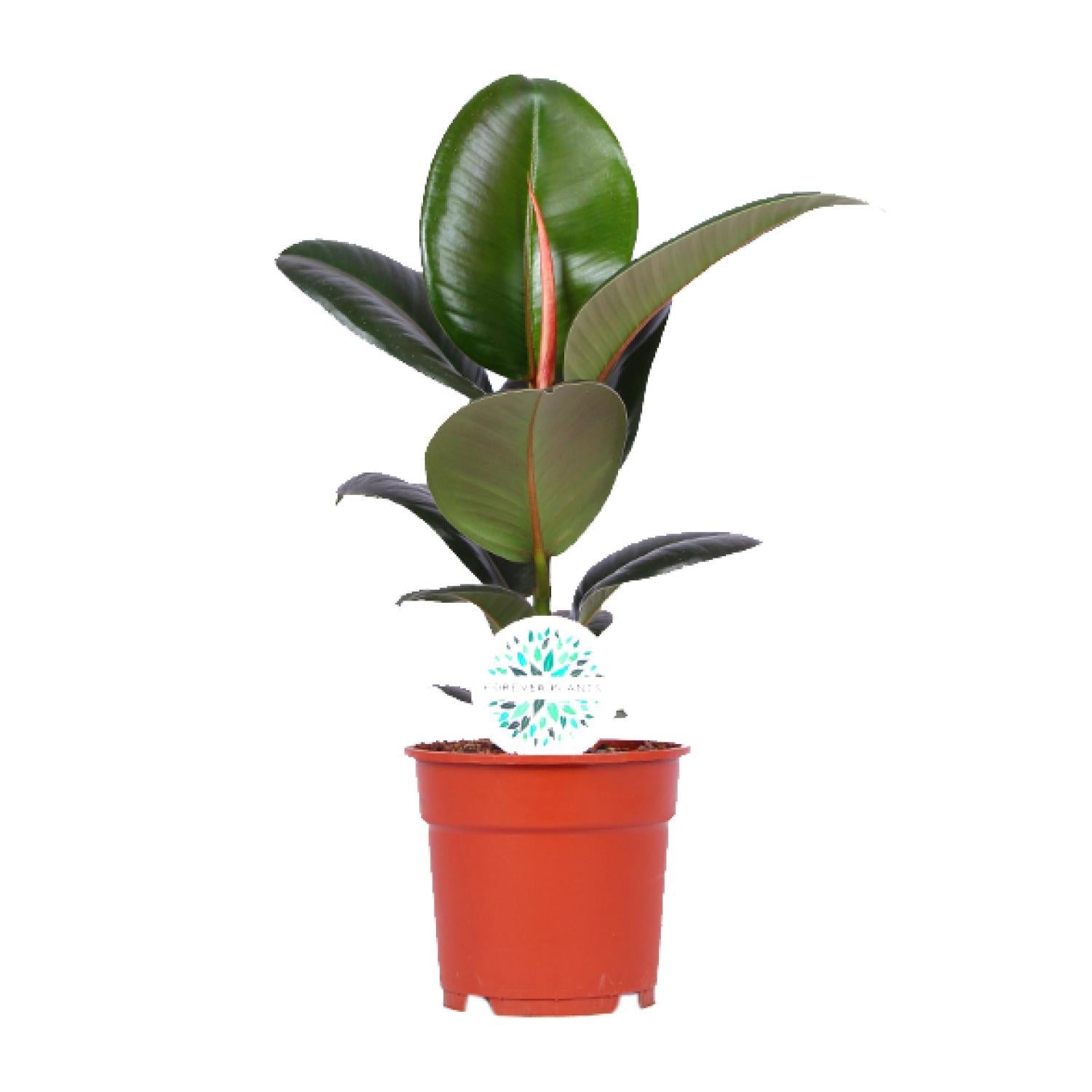 Gummibaum Ficus Elastica Robusta - Ø17cm - ↕55cm