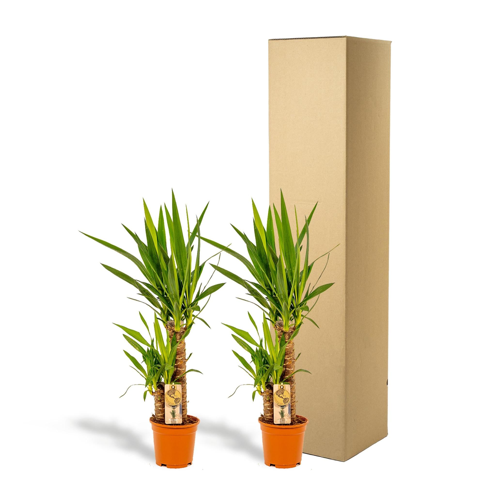 Yucca Elephantipes 2 Stück - ↨90cm - Ø17cm