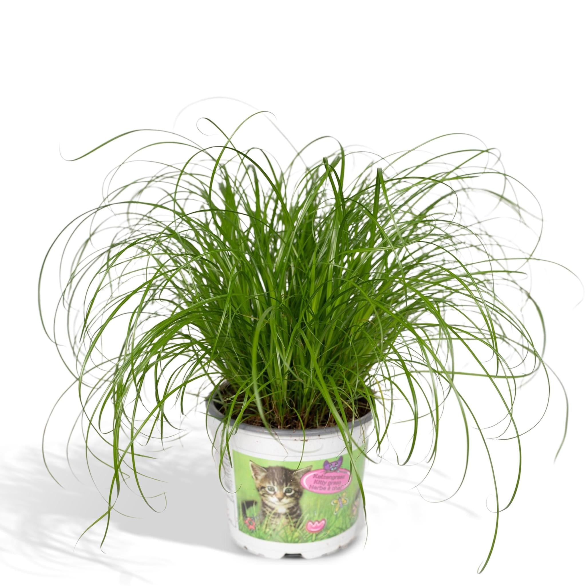 Katzengras - Cyperus Alternifolius - Ø12cm - ↕20cm