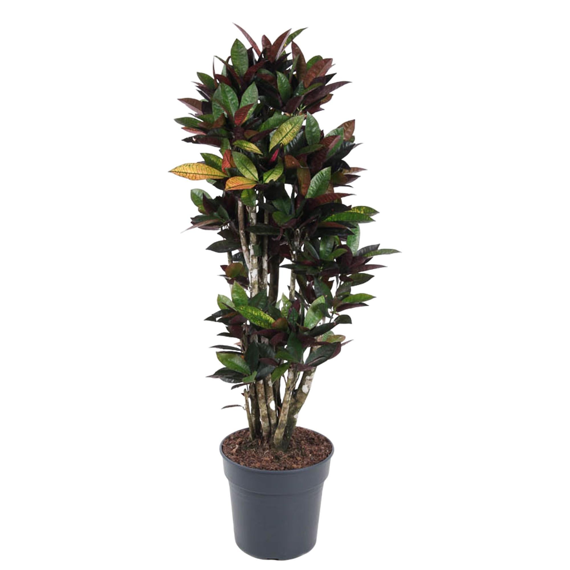 Wunderstrauch Iceton - Codiaeum variegatum Iceton - Kroton Iceton - 140 cm - ø31