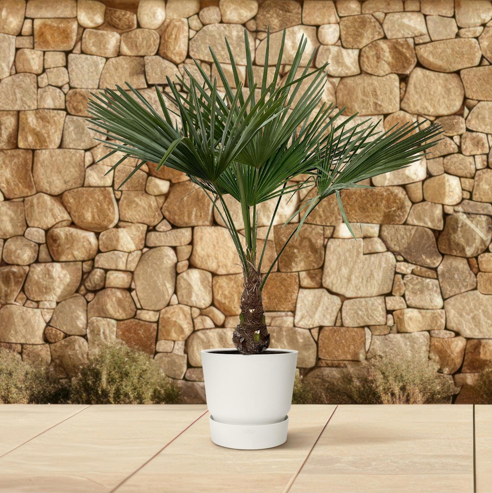 Trachycarpus - 130cm - Ø21