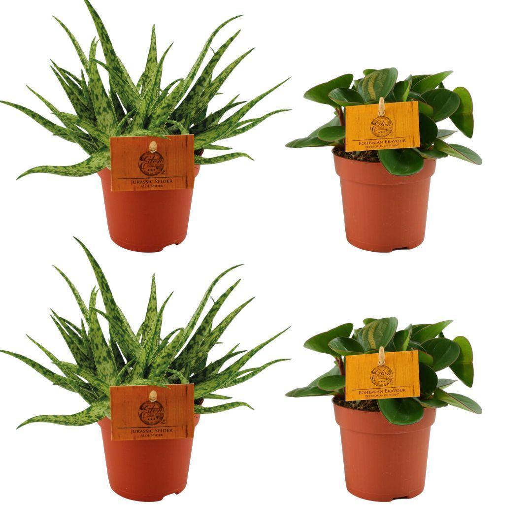 Planzen Mix - Aloe Spider + 2x Peperomia Obtipan Green - 4 stück - Ø10.5cm - ↕10cm