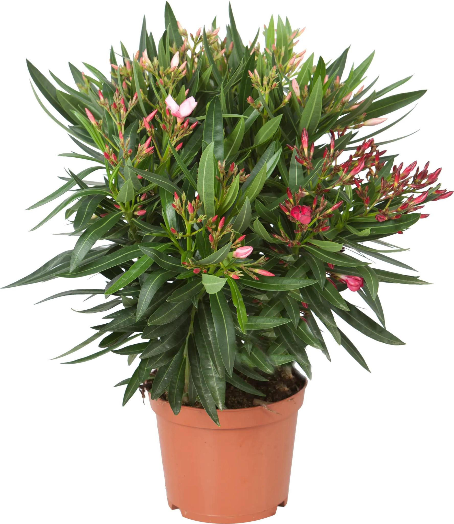 Nerium oleander rote Blüten und weiße Blüten