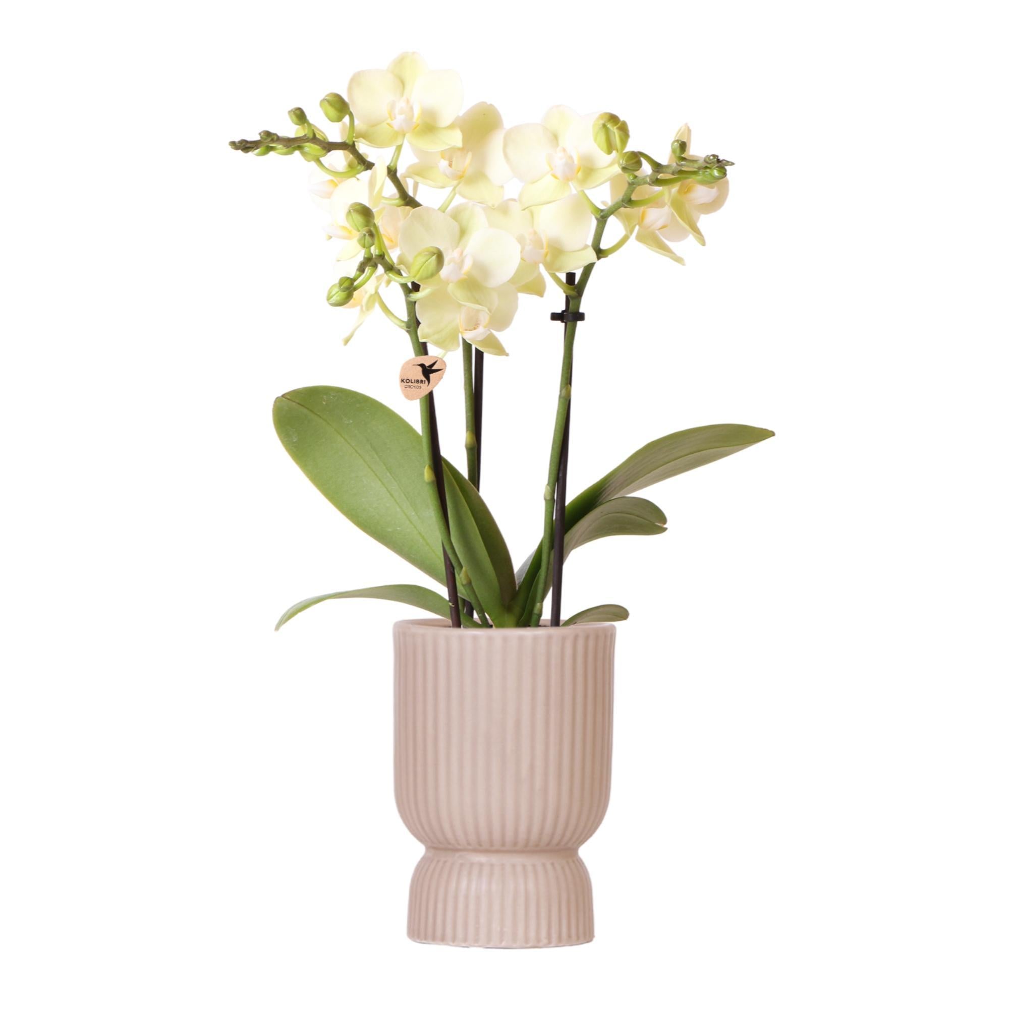 Orchidee gelbe Phalaenopsis-Orchidee - Mexiko - Topfgröße Ø9cm | blühende Zimmerpflanze - frisch vom Züchter