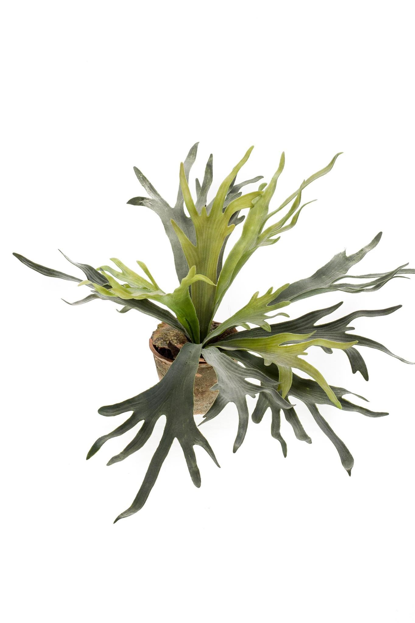 Kunstpflanze - Staghorn Farn - Geweihfarn - 50 cm